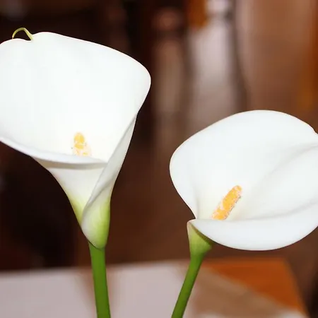 Dom Leal فالونغو