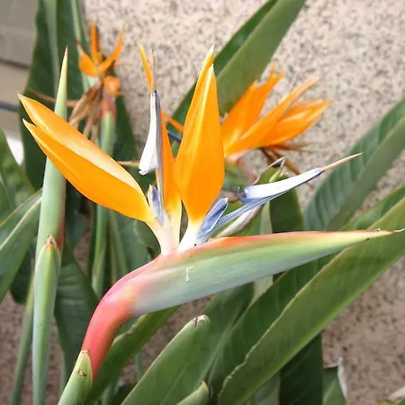 Dom Leal فالونغو