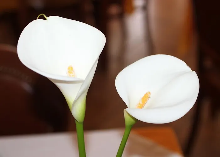 Dom Leal Valongo (Porto)