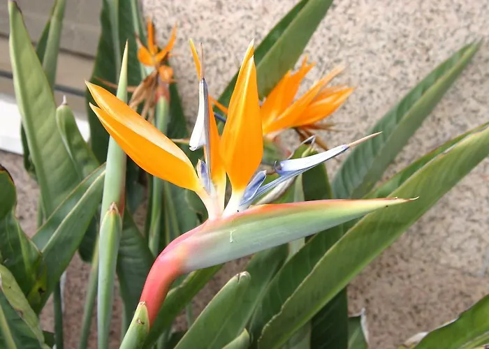 Dom Leal Valongo (Porto)